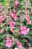 REHMANNIA (WALBURTONS) MAGIC DRAGON