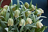 FRITILLARIA HERMONIS LEBANESE FORM