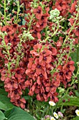 VERBASCUM FIREDANCE