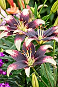 LILIUM NETTYS PRIDE