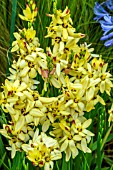 IXIA YELLOW EMPEROR