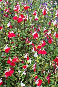 SALVIA HOT LIPS