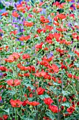 SPHAERALCEA NEWLEAZE CORAL