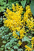 CORYDALIS CANARY FEATHERS