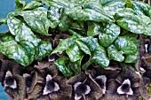 ASARUM DELAVAYI