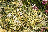 JASMINUM OFFICINALE VARIEGATA