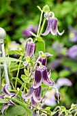 CLEMATIS FASCINATION