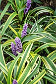 LIRIOPE MUSCARI GOLD BANDED