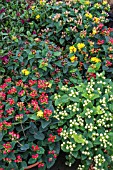 HYPERICUM MIXED COLOURS FOR FLOWER ARRANGERS