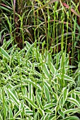 HOSTA SANDHILL CRANE