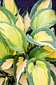 HOSTA FORBIDDEN FRUIT