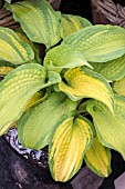 HOSTA BROTHER STEPHEN