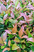 LEUCOTHOE WALTERI ZEBLID