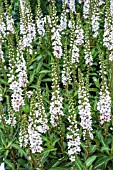 LYSIMACHIA CLETHROIDES SNOW