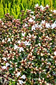 ABELIA GRANDIFLORA PROSTRATA