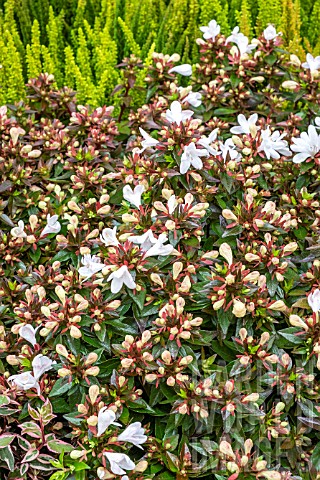 ABELIA_GRANDIFLORA_PROSTRATA