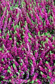 CALLUNA VULGARIS RED SUN