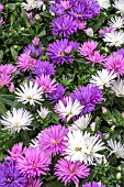 ASTER NOVE BELGIE VICTORIA TRIO