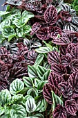 PEPEROMIA CAPERATA MIXED FOLIAGE COLOURS