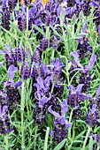 LAVENDULA STOECHAS LILLA