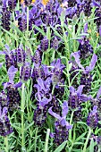 LAVENDULA STOECHAS LILLA