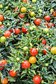 SOLANUM PSEUDOCAPSICUM MANDARIN