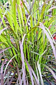 PENNISETUM SETACEUM SUMMER SHADES