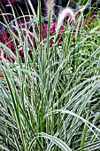 PENNISETUM SETACEUM SKYROCKET