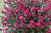 LEPTOSPERMUM SCOPARIUM RED DAMASK