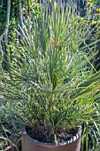 CHAMAEROPS HUMILIS CERIFERA