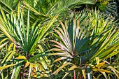 LANTANIA LONTAROIDES