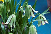 FRITILLARIA AMANA