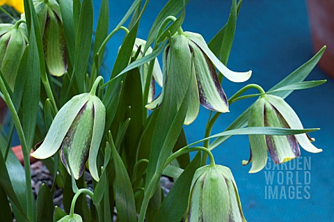 FRITILLARIA_AMANA