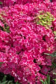 HYDRANGEA CURLY SPARKLE PINK