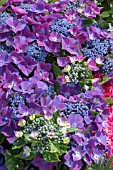 HYDRANGEA KARDINAL VIOLET