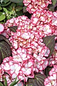 HYDRANGEA RIPPLE