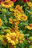 GAILLARDIA MESA PEACH