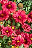 GAILLARDIA MESA RED