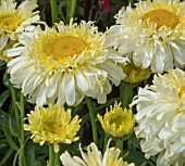 LEUCANTHEMUM REAL CHARMER