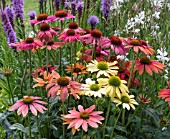 ECHINACEA HYBRIDS MIXED