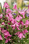 CLEMATIS HENDRYETTA