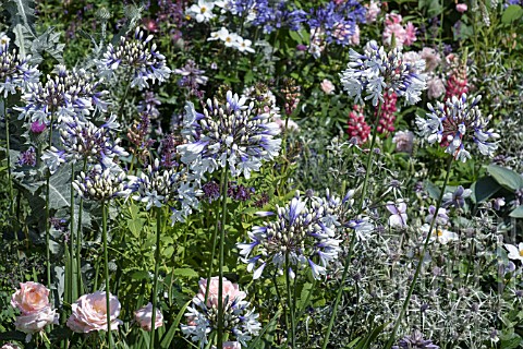 AGAPANTHUS_AFRICANUS_TWISTER