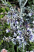 AGAPANTHUS AFRICANUS TWISTER