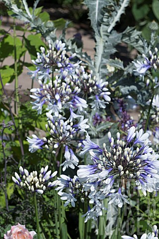 AGAPANTHUS_AFRICANUS_TWISTER