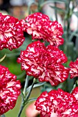 DIANTHUS SCHUBERT