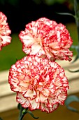 DIANTHUS ATHLETIC SCHUBERT