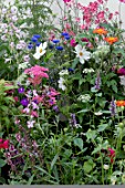 MIXED WILD FLOWERS