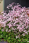 THALICTRUM KIUSIANUM