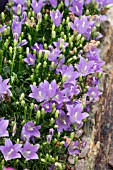 CAMPANULA HERCEGOVINA NANA