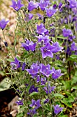 CAMPANULA LYNCHMERE